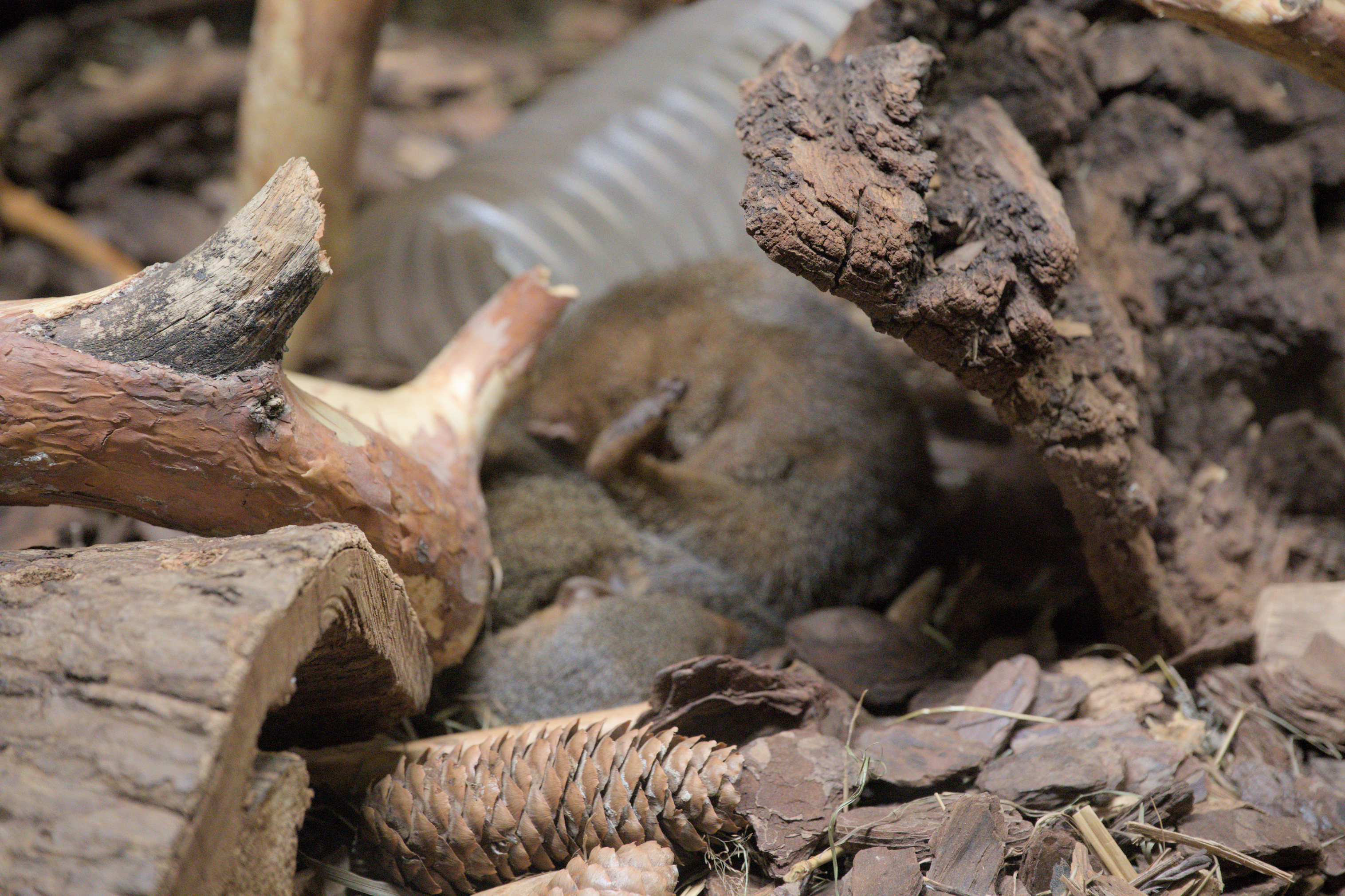 2025/10/12 - zoo/DSC_0130.jpg